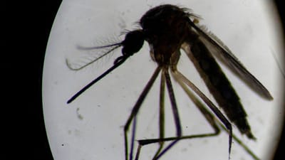 OMS considera surto de dengue no Brasil um "desafio significativo” - TVI