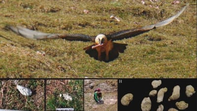 Encontrados vestígios da presença do abutre-barbudo há 29 mil anos em Leiria - TVI