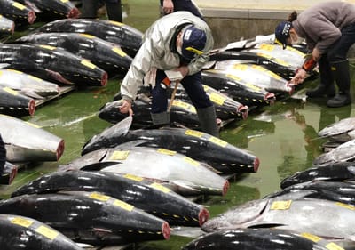 Atum vendido por 256 mil euros no primeiro leilão do ano em Tóquio - TVI