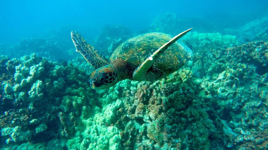 Tartaruga-verde de regresso ao oceano (Brian Skoloff/Associated Press)