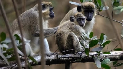 Esta ilha quer eliminar toda a população de macacos - TVI