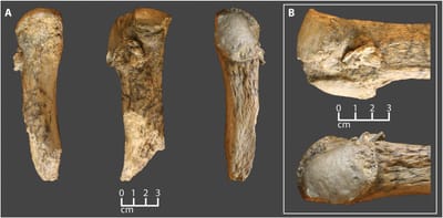Neandertais caçavam há 125.000 anos elefantes de presas retas - TVI