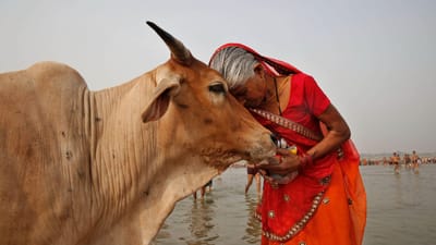 O estranho pedido do governo indiano: e se o Dia dos Namorados fosse substituído pelo Dia de Abraçar Vacas? - TVI