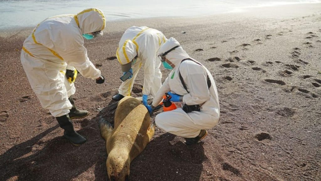 Leões marinhos encontrados mortos no Peru (Foto: Sernanp)