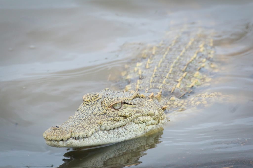 Crocodilo (foto: Glen Carrie)