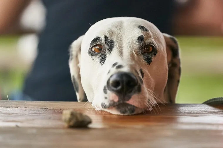 Cão 