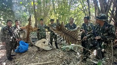 Caçadores furtivos condenados a 5 anos de prisão por matarem tigre fêmea e a sua cria - TVI