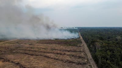 Desflorestação atingiu 20.576 quilómetros no Brasil em 2022 - TVI