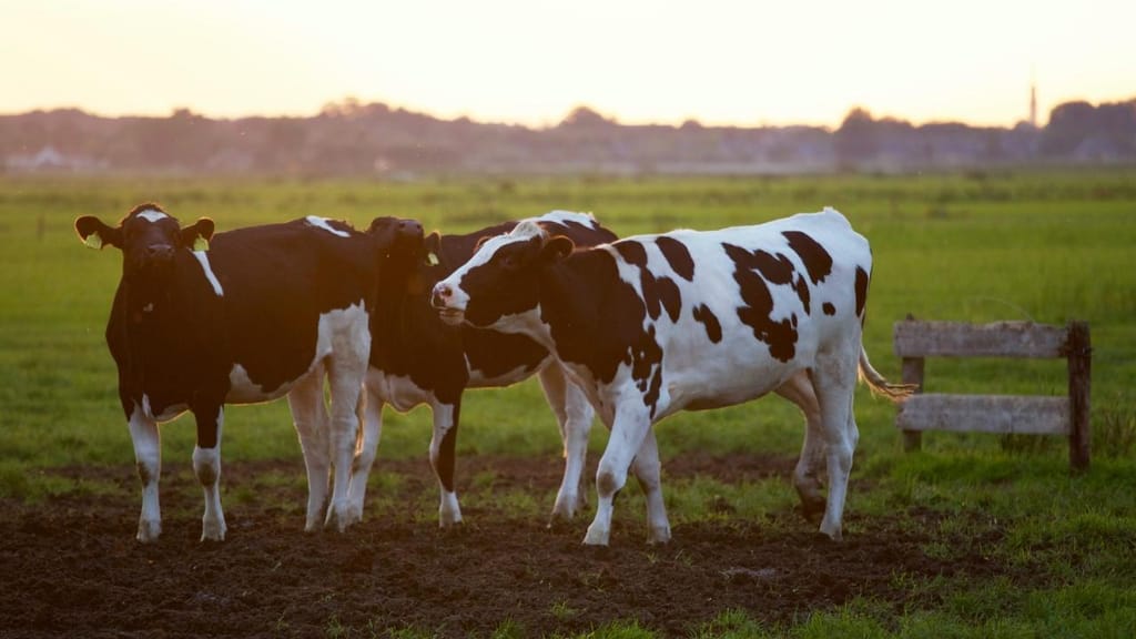 Exploração agrícola com vacas (foto: M. Zomer/ Pexels)