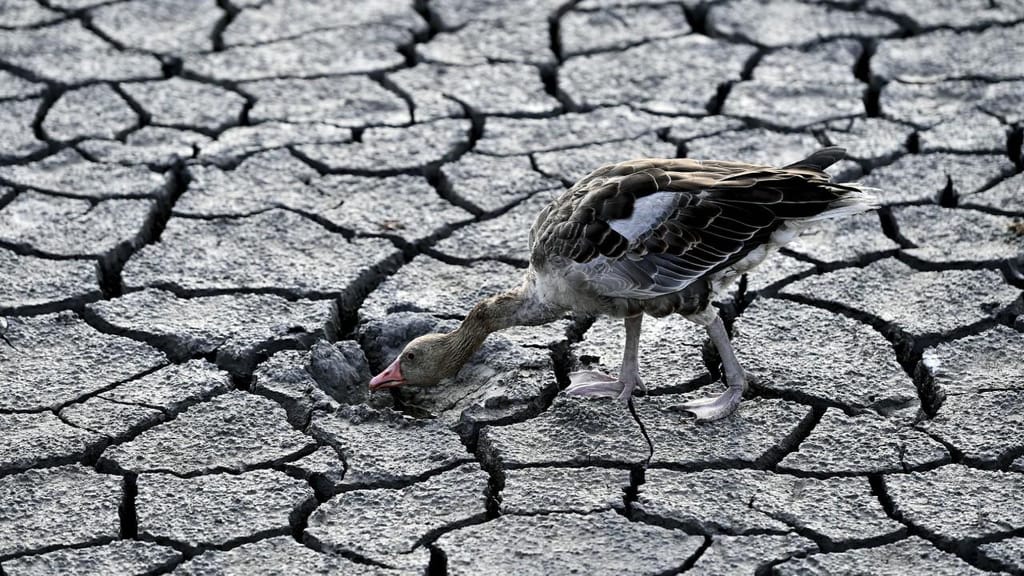 Fenómenos climáticos extremos - seca (foto: Associated Press)
