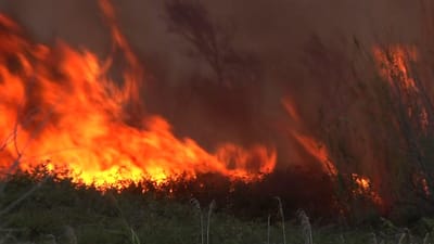 PJ detém suspeito de atear pelo menos oito fogos em Vila Nova de Gaia - TVI