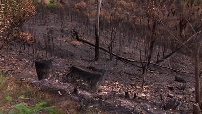 Serra da Estrela teme novos incêndios devido às temperaturas elevadas - TVI