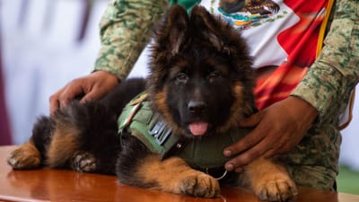 "Diplomacia canina": Turquia ofereceu um cão ao México como agradecimento pela ajuda humanitária após sismos - TVI