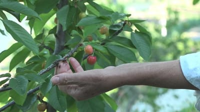 Madeira cria apoio extraordinário para produtores de cereja afetados por mau tempo - TVI