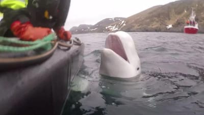 Noruega avisa população para se manter afastada da baleia "espia russa" - TVI