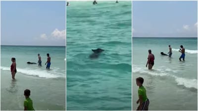“É um urso!”, e era mesmo. Animal surpreende banhistas numa praia da Florida - TVI