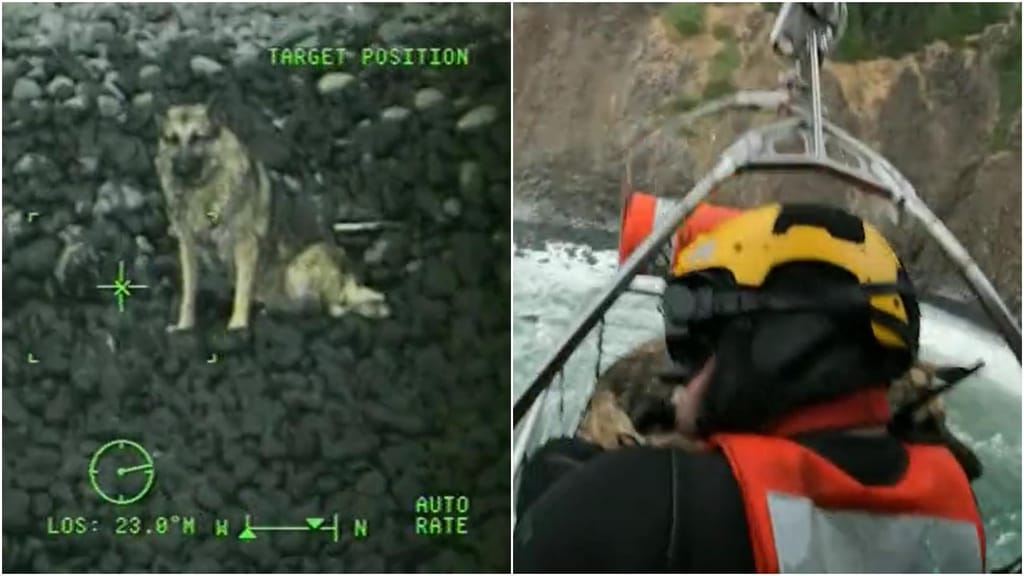 Cadela resgatada (imagem Guarda Costeira EUA)