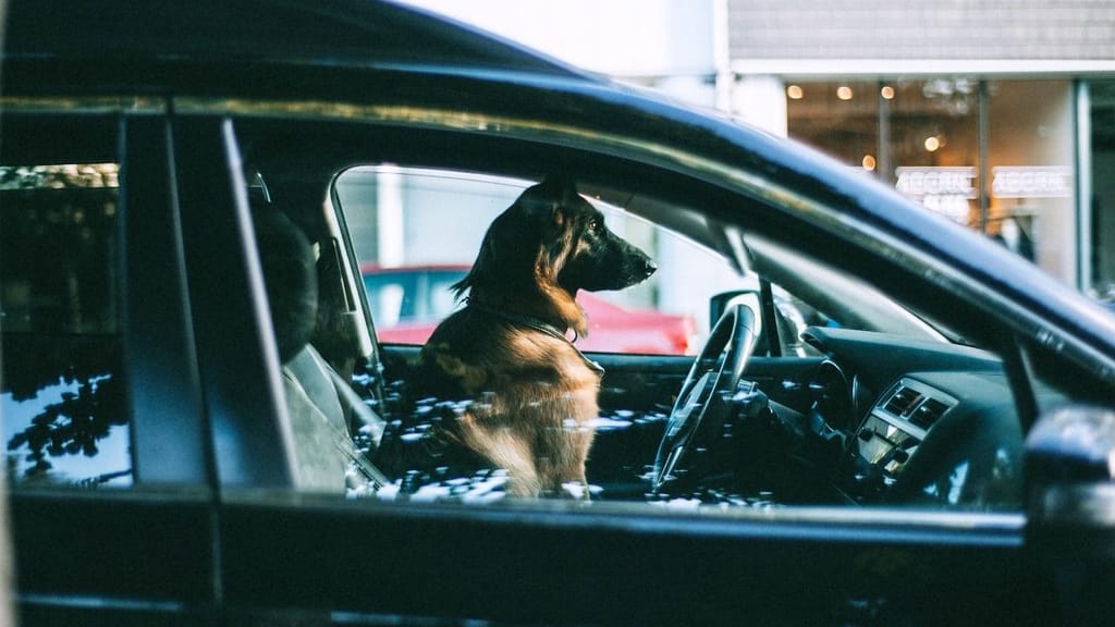 Cão dentro de carro Foto Maria Orlova Pexels