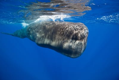 Cientistas dizem ter descoberto um "alfabeto fonético" no canto das baleias - TVI