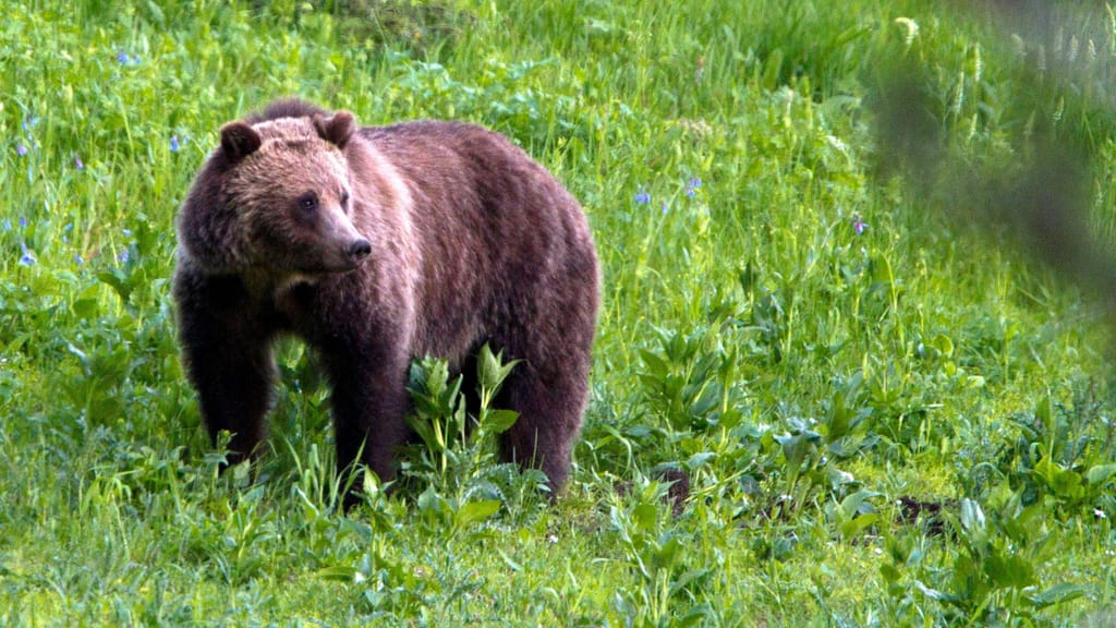 Urso-pardo no Parque Nacional de Yellowstone (AP Photo/Jim Urquhart, File)