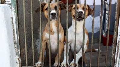 Canil de Espinho vandalizado e há cães feridos e desaparecidos - TVI
