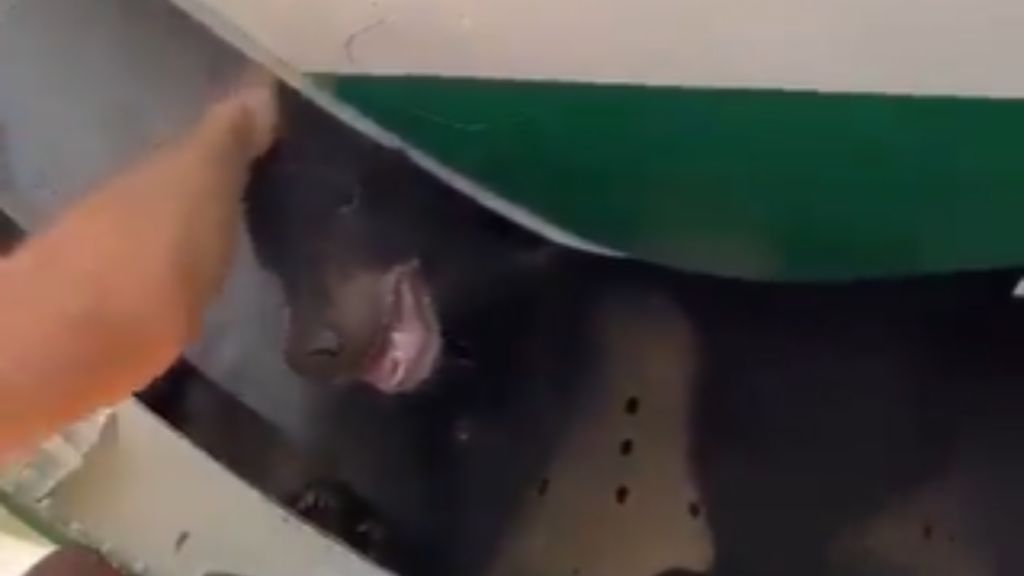 Urso escapa de jaula em porão de um avião no Dubai (Twitter printscreen/
Breaking Aviation News & Videos)