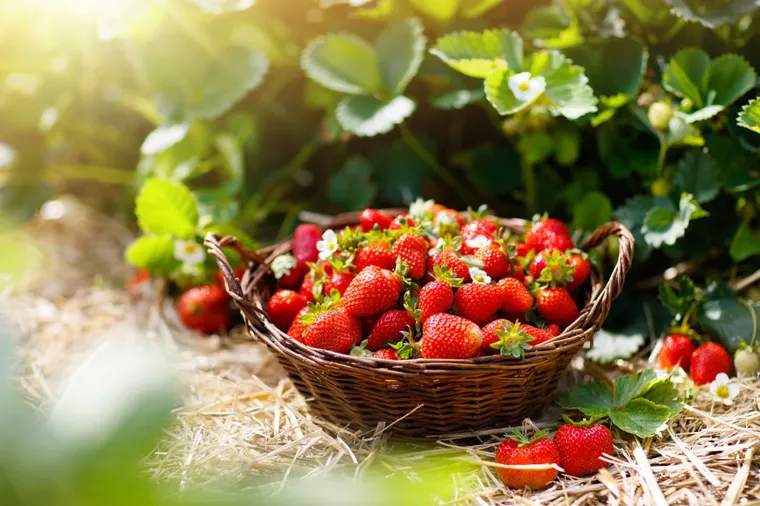 Alimentos que quase não contêm calorias 