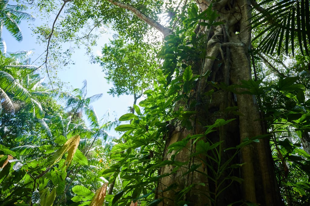 Amazónia (Getty Images)