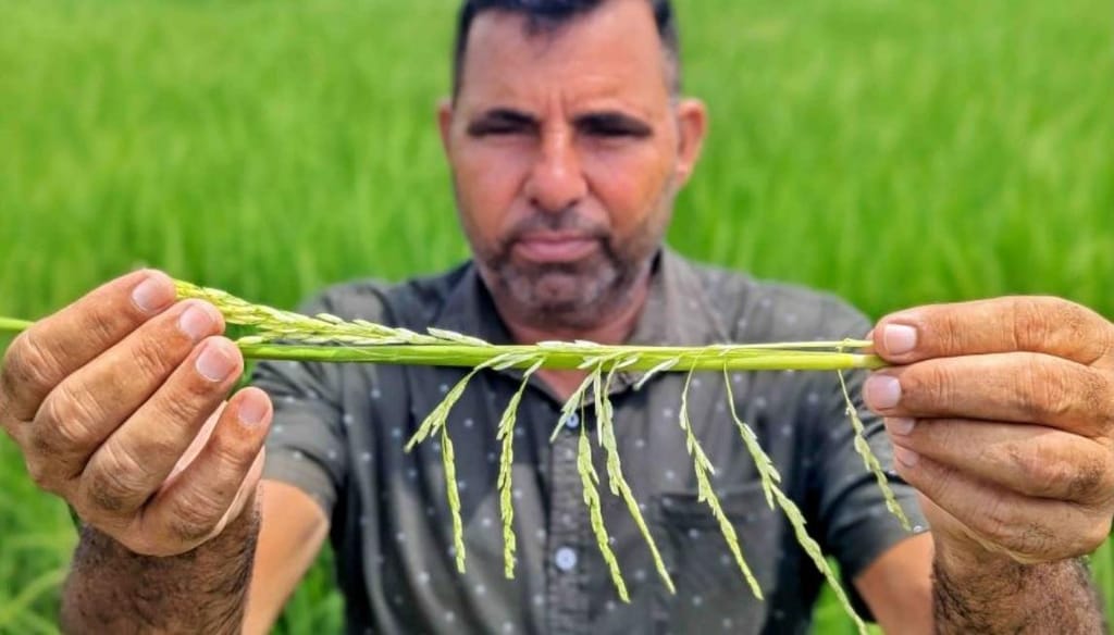 Colheitas de arroz na Índia ameaçadas pela seca e pelas cheias Fotos reportagem CNN