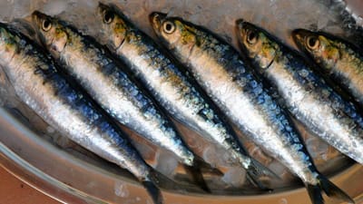 Pescadores voltam a capturar sardinhas a partir desta quinta-feira - TVI