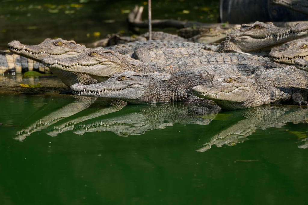 Crocodilos (Associated Press)