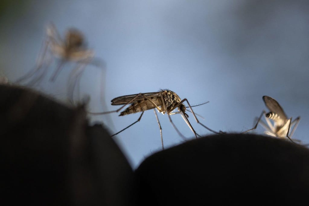 Mosquitos. Olivier Morin/AFP/Getty Image/FILE