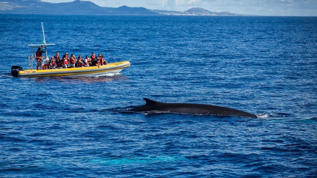Baleias nos Açores (ver créditos na foto) 