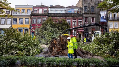 Mau tempo: queda de árvore danifica carros e corta o trânsito na Praça da República no Porto - TVI