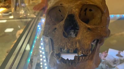 Crânio humano encontrado na secção de Halloween de uma loja nos EUA - TVI