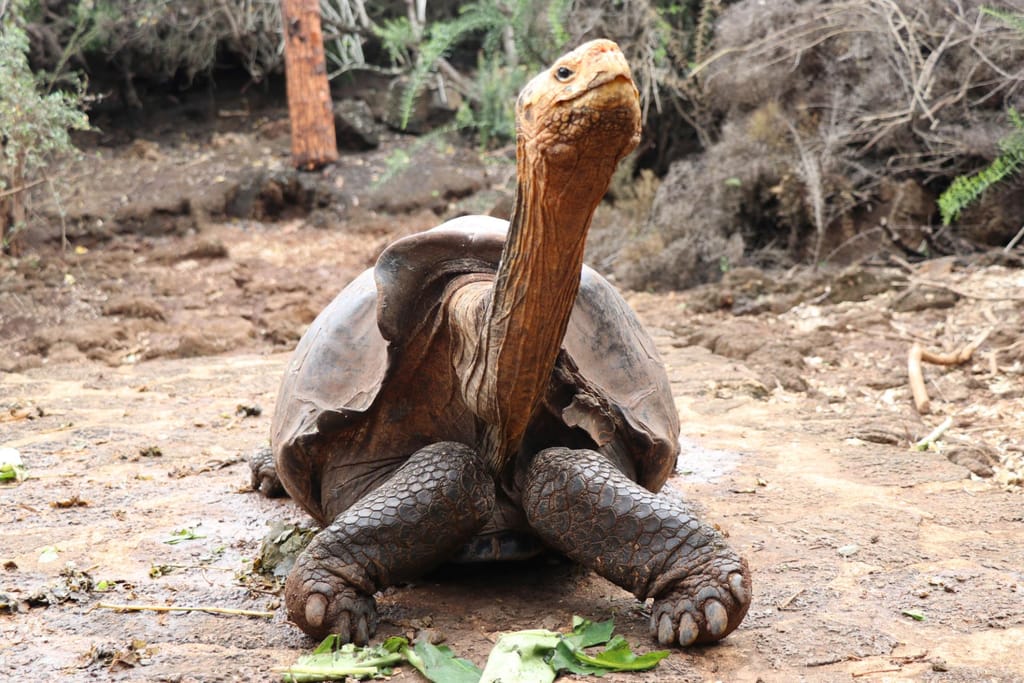 Tartarugas dos Galápagos (AP)