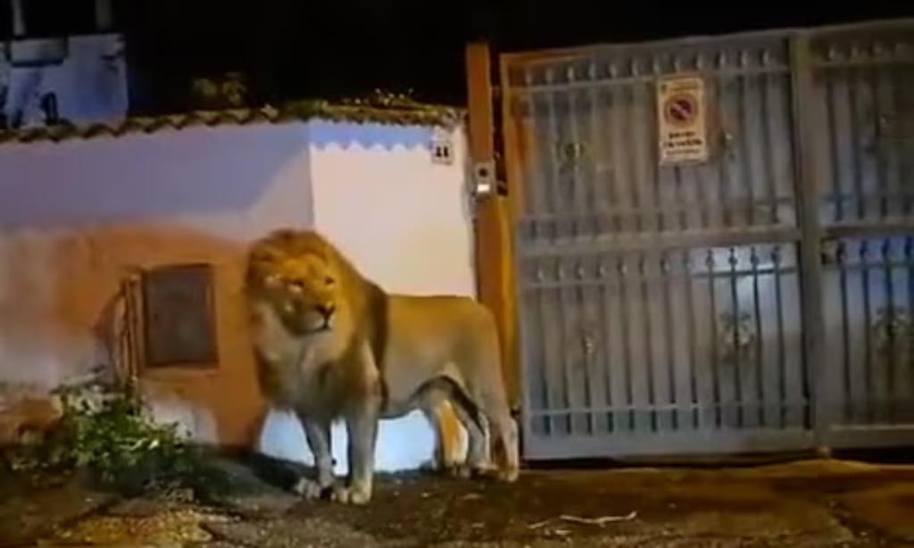Leão à solta perto de Roma (imagem de vídeo)