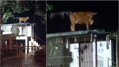 Alguma vez viu uma vaca num telhado? Este é o vídeo do que aconteceu no Brasil em setembro - TVI