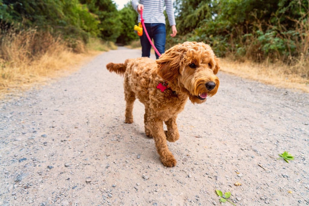 Os cães precisam de se habituar a novos níveis de exercício, tal como os humanos, por isso aumente lentamente o tempo de caminhada e a quilometragem quando começarem a fazer exercício juntos. Christopher Hopefitch/Digital Vision/Getty Images