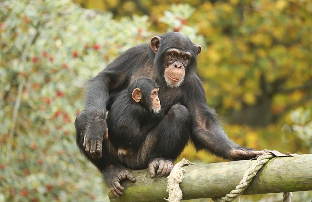 Macacos no Jardim Zoológico de Edimburgo, na Escócia. Kate Grounds/Edinburgh Zoo