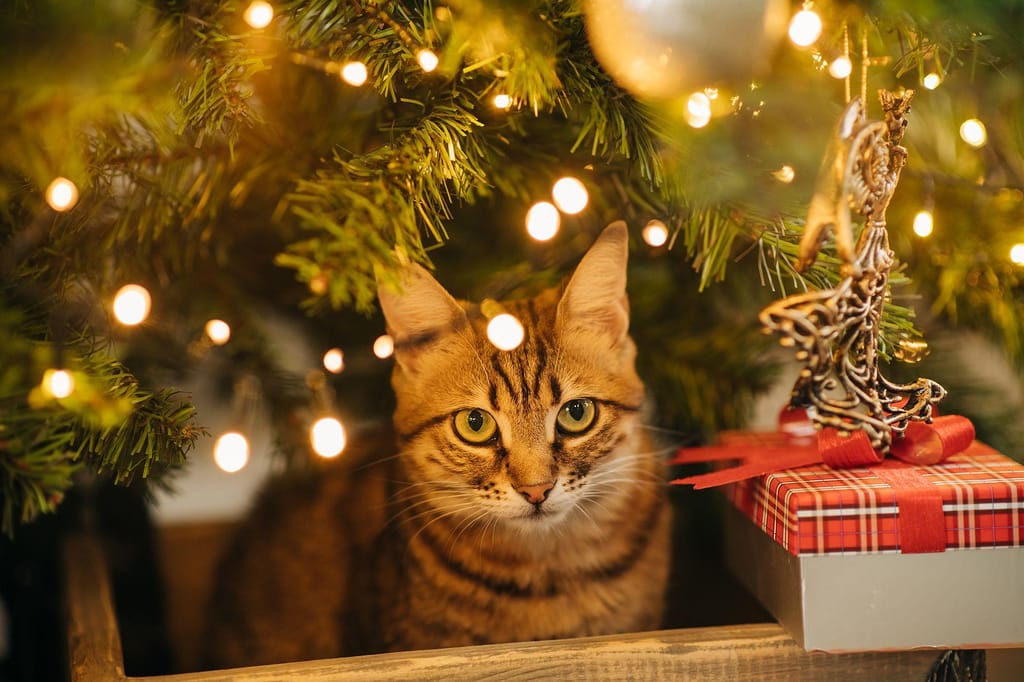 Pode tomar medidas para evitar que o seu animal de estimação ingira decorações festivas. Kseniya Ovchinnikova/Moment RF/Getty Images