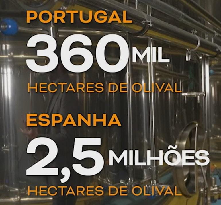 Espanha tem 7 vezes a área de olival de Portugal