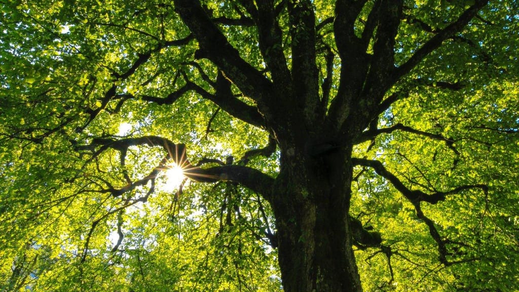 Árvore (foto: Jan Huber, Unsplash)