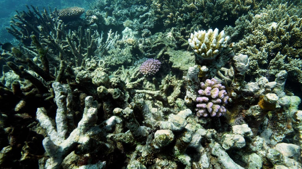 Bacia de coral na Austrália (Sam McNeil/AP)