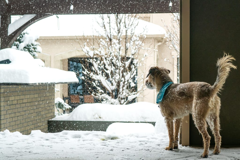 Os animais de estimação mais velhos precisam de proteção extra - tanto no interior como no exterior quando passeiam na neve e no gelo (Lisa Salzman/Moment RF/Getty Images)