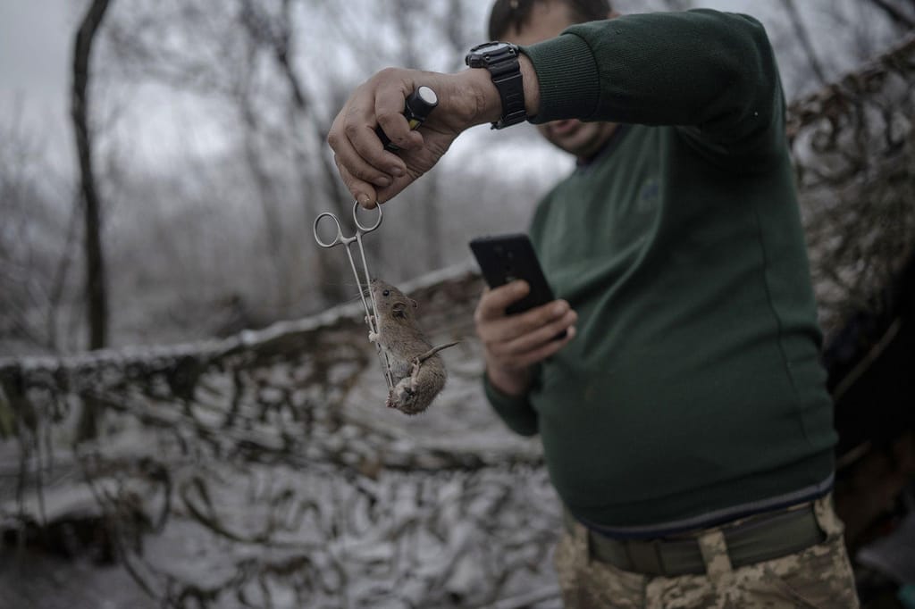Uma "epidemia de ratos" terá assolado os abrigos russos e ucranianos, à medida que a invasão de Moscovo se aproxima do seu segundo aniversário (Ozge Elif Kizil/AnadoluGetty Images)