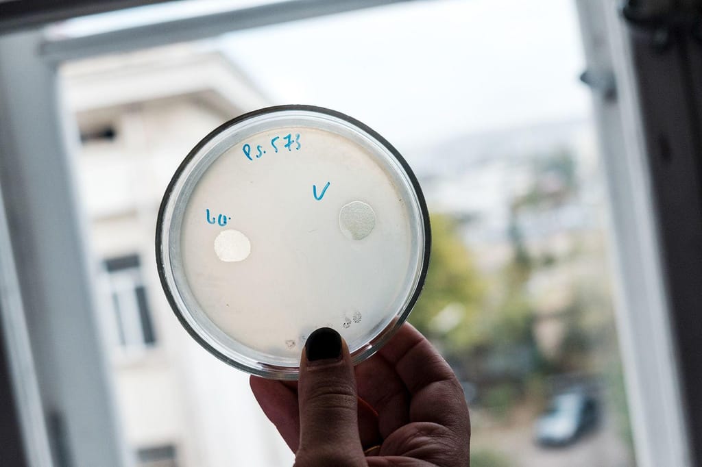 As culturas de fagos estão a ser examinadas no Instituto Eliava em Tbilisi, Geórgia, onde os fagos têm sido utilizados para tratar infeções há décadas (Juliette Robert/Haytham Pictures/REA/Redux)