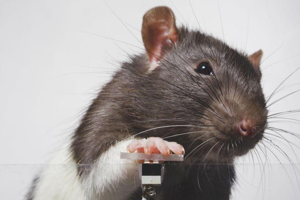 Num projeto concebido pelo artista francês Augustin Lignier, dois ratos foram treinados para tirar selfies através de uma câmara operada por um botão. ECAL/Augustin Lignier