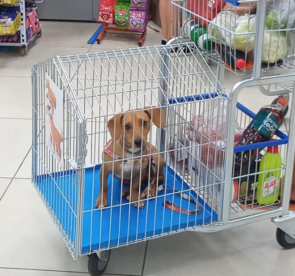Carrinho de supermercado para cães