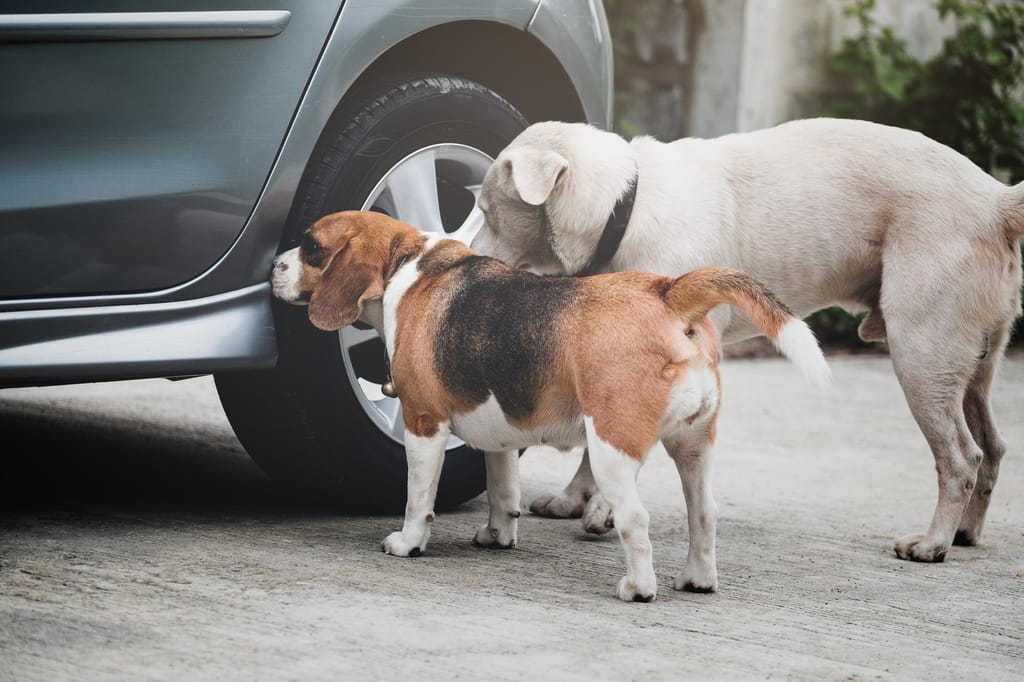 Cães cheiram jantes de carro antes de urinarem